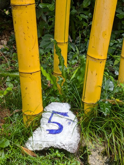gelber Bambus in großem Durchmesser mit einem Stein mit einer blauen 5 drauf