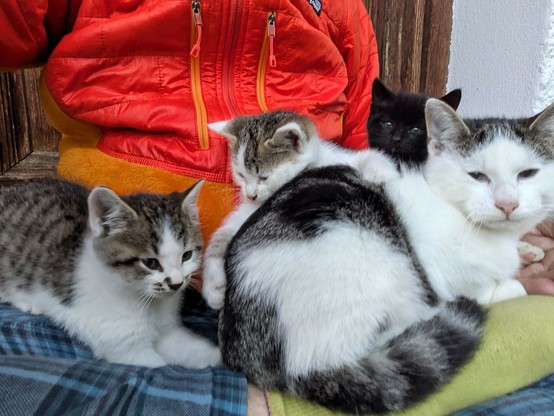 drei kleine und eine mittelgroße Katze sitzen auf untergeschlagenen Beinen