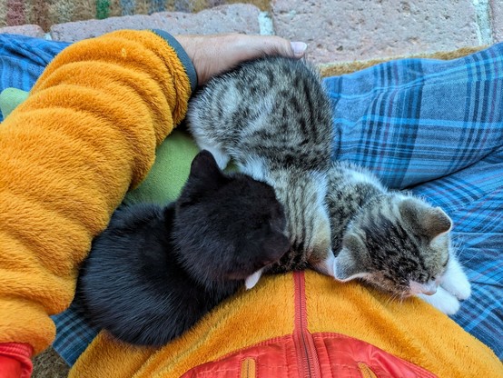3 kleine 🐈 liegen auf untergeschlagenen Beinen