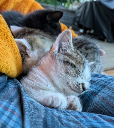 Kopf einer kleinen weißgetigerten Katze mit geschlossenen Augen