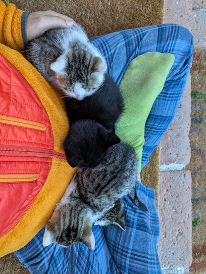 4 kleine Katzen liegen auf untergeschlagenen Beinen