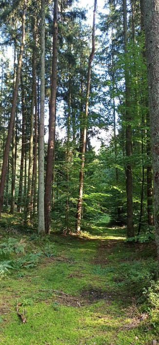Bild in den Wald geschossen, Donner erhellt einen großen Fleck auf dem Weg und streift dabei eine noch grüne junge Buche.