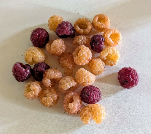 gelbe und rote Himbeeren auf einem weißen Tisch