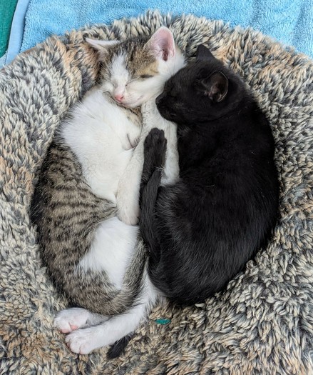 in einem Kissen liegen 3 kleine Katzen aneinander gekuschelt. Der Kopf der linken Katze ist fast nicht zu erkennen und der Körper der mittleren ist fast ganz verdeckt