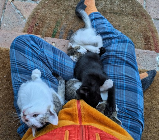 4 Katzenkinder toben und raufen auf Beinen