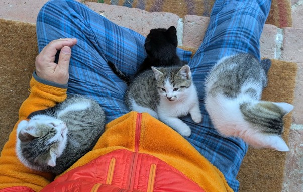 4 Katzenkinder ruhen sich auf Beinen aus