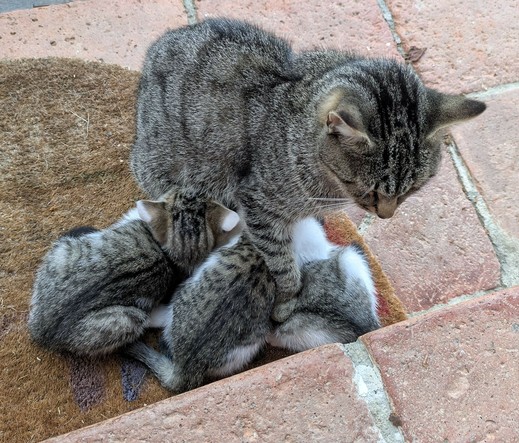 drei kleine weißgetigerte Katzenkinder trinken bei ihrer Mutter