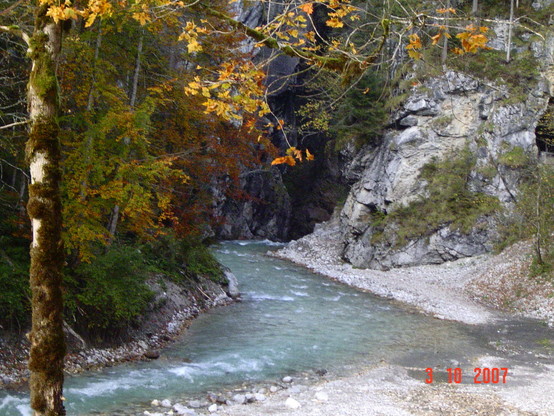 Ein glasklarer Bach, Wasser leicht türkisfarben, fließt dur eine Schlucht. Links Wald in bunten herbstlichen Farben, Laub- und Nadelhölzer gemischt, rechts des Bachs eine Kiesbank im Vordergrund und aufragende Kalkfelsen. Im Vordergrund links ein stark vermooster Stamm eines Bergahorns.