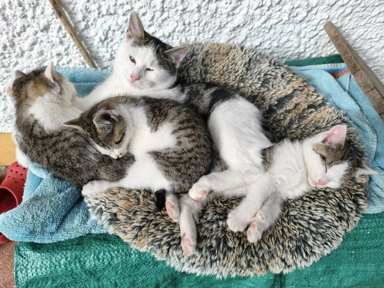 drei kleine weißgetigerte Kätzchen und eine mittelgroße weißgetigerte Katze liegen aneinander gekuschelt auf einem Kissen draußen