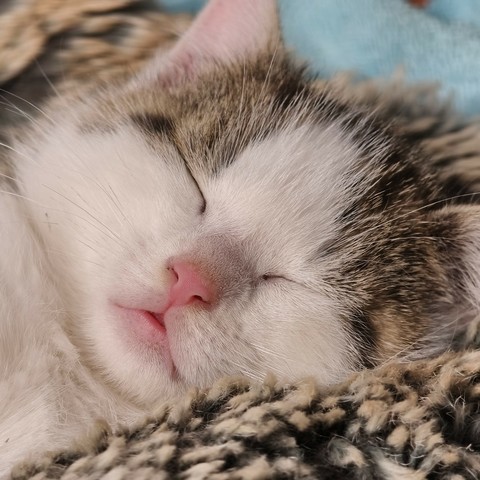 Nahaufnahme des Kopfes einer noch kleinen weißgetigerten Katze