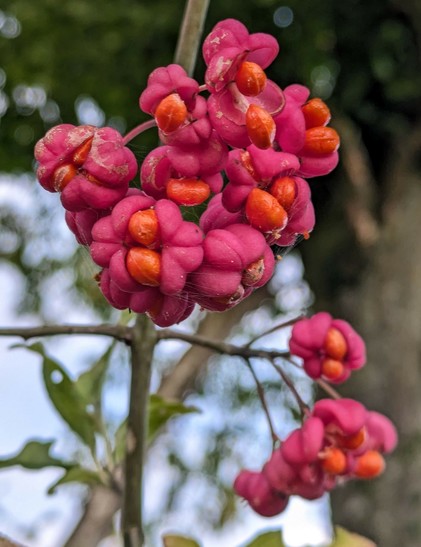 pinke Hüllen vom Pfaffenhütchen sind geöffnet und die orangen Früchte sind sichtbar
