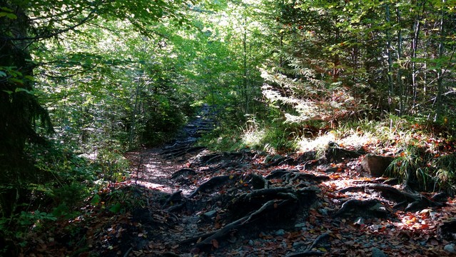 Foto in einen Mischwald im Herbst, der Weg ist von kreuz- und quer laufenden Wurzeln durchfurcht. Buntes Herbstlaub liegt auf dem Pfad, die Sonne erhellt ein paar Flecken des Waldwegs mit hellem Sonnenlicht.  