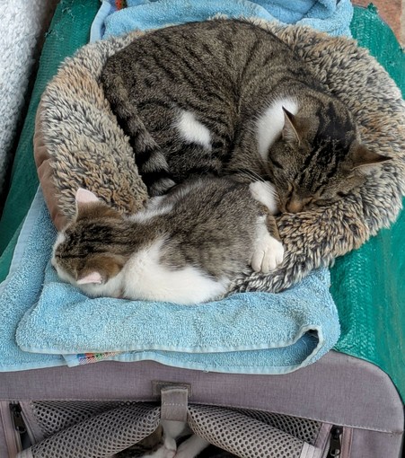 ein kleines weißgetigertes Katzenjunges schläft gemeinsam mit einer weißgetigerten Katze auf einem Kissen oben auf einer Transportkiste