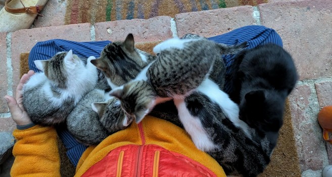 eine erwachsene weißgetigerte Katze liegt auf untergeschlagenen Beinen. links von ihr zwei weißgetigerte kleine Katzenkinder. eine mittlere weißgetigete Katze liegt auf ihrem Rücken. eine kleine Katze klettert über sie drüber und eine kleine schwarze Katze hinter ihr