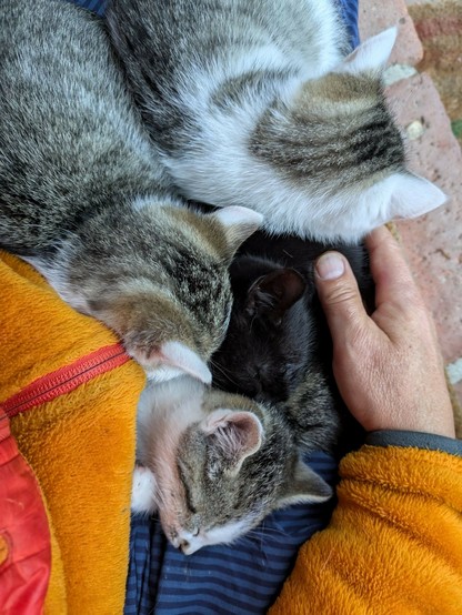 vier kleine Katzen schlummern und eine Hand wärmt und hält sie fest
