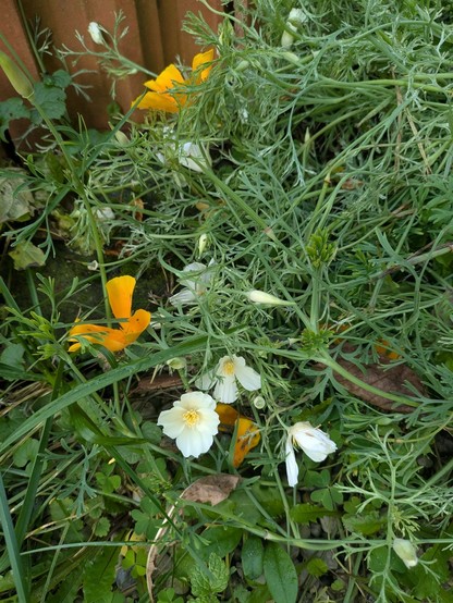 weißer und orangen Mohn. Blätter und Blüten