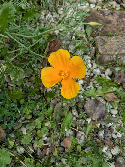 eine orange Mohnblüte mit anderem Grün