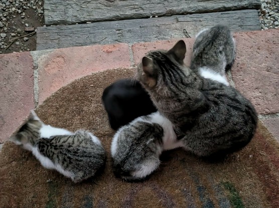 drei kleine Katzen liegen um ihre sitzende Mama und trinken. links davon eine weitere kleine Katze, die eine Maus frisst