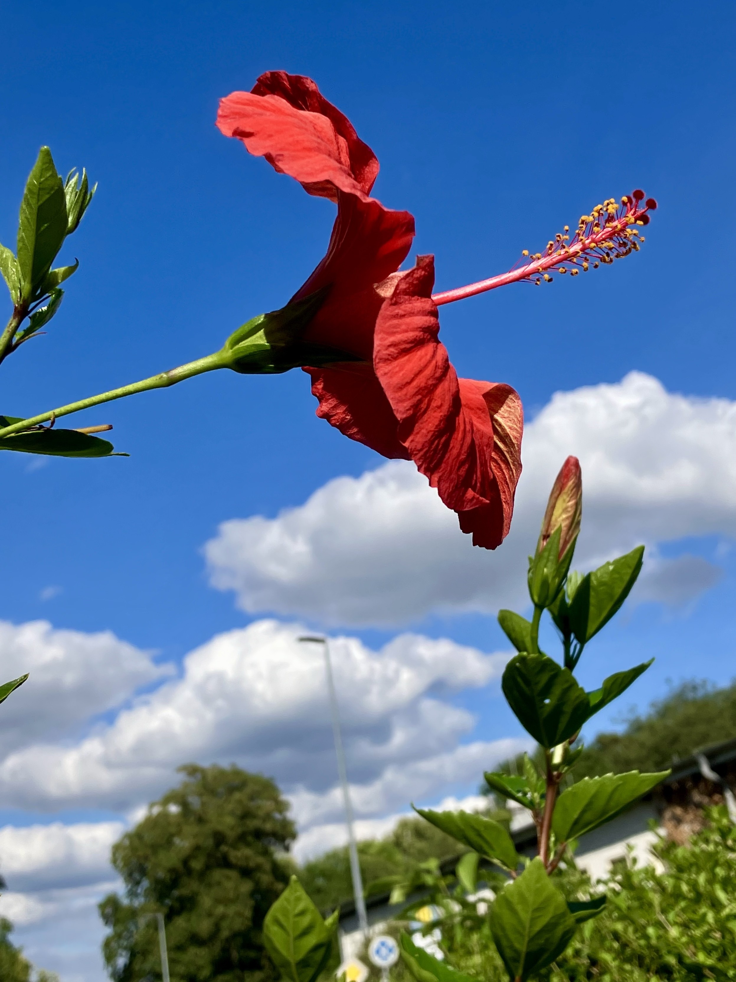 Eine leuchtend rote Hibiskusblume im Profil, die vor einem strahlend blauen Himmel mit flauschigen weißen Wolken steht. Grüne Blätter sind im Vordergrund sichtbar. Weit im Hintergrund ein Haus und Bäume nicht horizontal sondern etwas schräg.