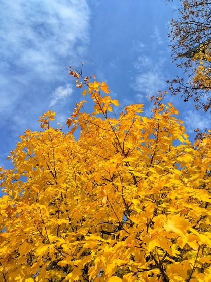 ein leuchtend gelber Ahornbaum von unten gegen den blauen Himmel fotografiert