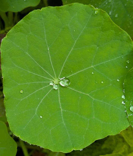 ein großes grünes Blatt mit ein paar Tropfen drauf