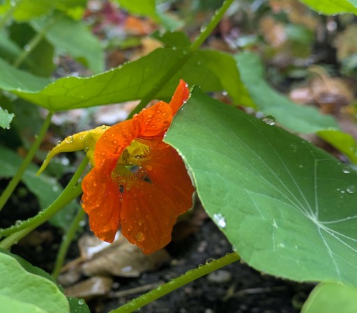 unter den großen Blättern versteckt sich eine orange Blüte von Kapuzinerkresse