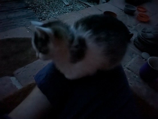 auf einem untergeschlagenen Bein sitzt ein kleine Katze mit eingeklappten Vorderpfoten.ndämmrig nicht hell