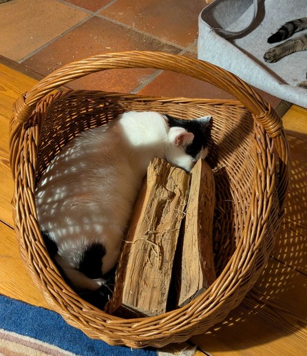 eine fast weiße Katze liegt mit 2 Holzscheiten in einem geflochtenen Korn