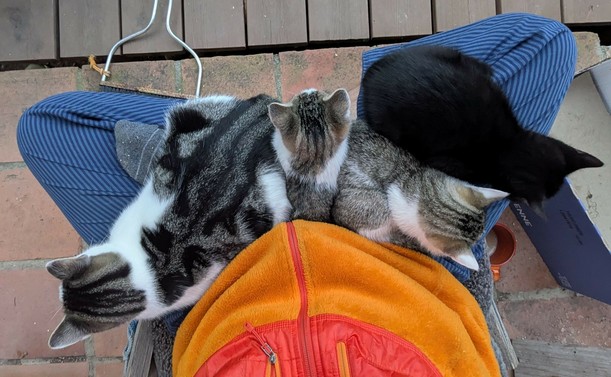 3 kleine und eine mittlere Katze sitzen aneinander gekuschelt auf untergeschlagenen Beinen