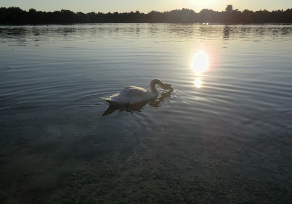 Schwan m Gegenlicht auf einem See, die Sonne spiegelt sich im See, der Schwan trinkt gerade Wasser. Abendlich, am Ende des Sees Bäume am Uferrand