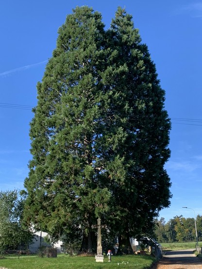 Ein mächtiger Baum vor blauem Himmel. Davor, fast genau in der Flucht zum Stamm, ein Wegkreuz. Wenig daneben ein Hydrant und einige Pilze.