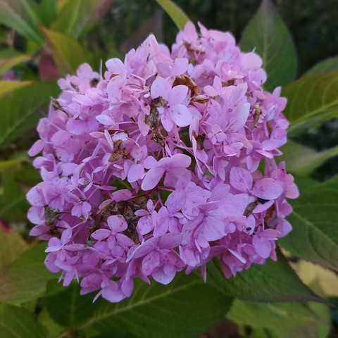 eine rosa Blüte einer Hortensie