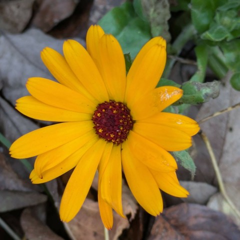 eine gelborange Ringelblumenblüte