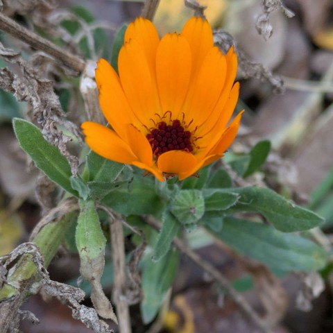 eine nicht ganz geöffnete orange Ringelblumenblüte