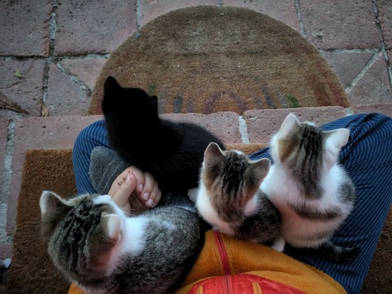 vier kleine Katzen sitzen auf untergeschlagenen Beinen und schauen alle in die gleiche Richtung