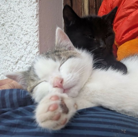 eine kleine weißgetigerte Katze liegt mit geschlossenen Augen auf untergeschlagenen Beinen. eine kleine schwarze Katze liegt halb auf ihr drauf