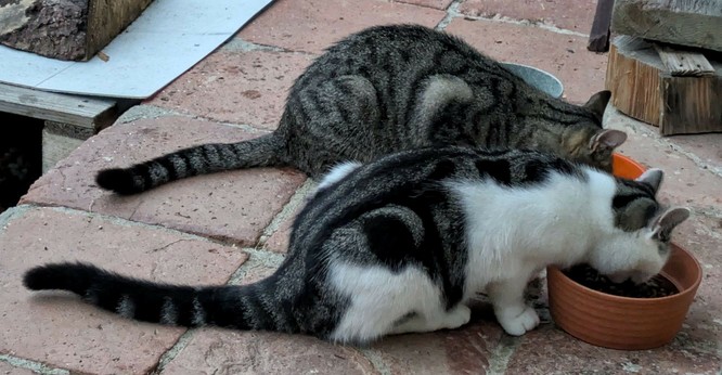 eine graugetigerte und eine weißgrauschwarz gestreifte Katze sitzen jeweils an einem Fressnapf, den Schwanz grade nach hinten.nBeide gleich groß