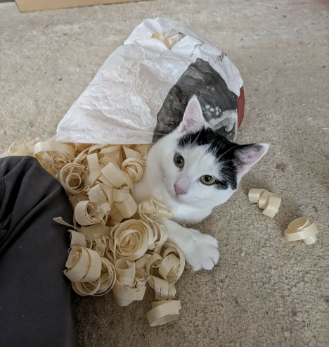 ein paar Hobellocken liegen auf einem hellen Teppich, die aus einer Papiertüte kommen. Von einer fast weißen Katze schaut nur der Kopf und eine Pfote aus der Tüte, der restliche Körper ist in der Tüte