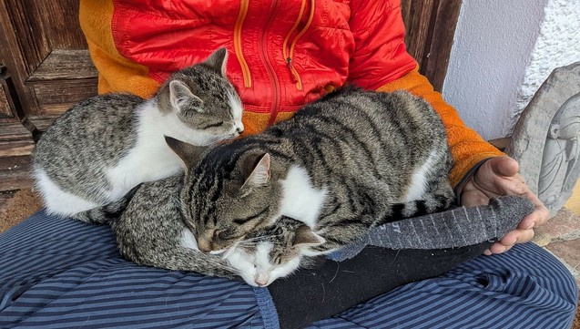 zwei kleine und eine erwachsene weißgetigerte Katze liegen mit geschlossenen Augen auf untergeschlagenen Beinen