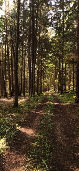 Zwei Fahrstreifen führen durch Fichtenmischwald. Links und rechts der Fahrspur grüner Farne, junge Buchen und Brombeeren. Die Sonne kommt ab und zu durchs Laubdach und wirft hier und da einen hellen Flecken auf den Boden, der schon mit rotem gefallenen Laub gedeckt ist