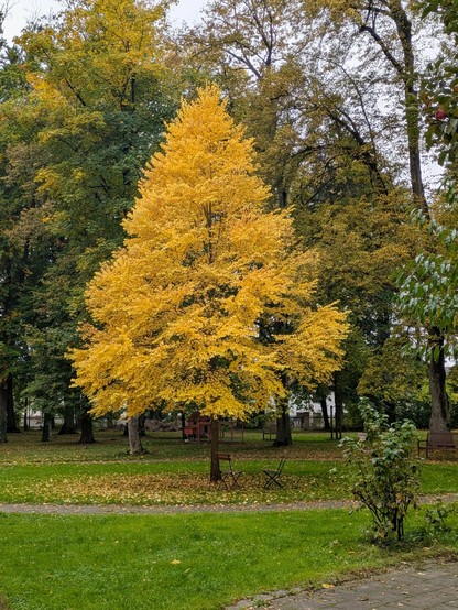ein Baum, nahezu kegelförmig, mit herbstlichem gelbem Laub