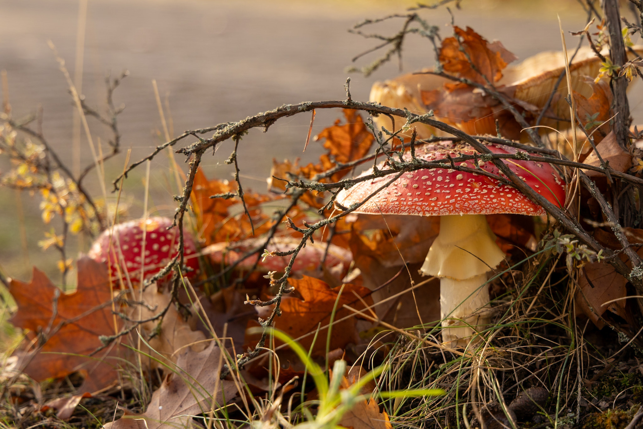 Fliegenpilze unter Laub