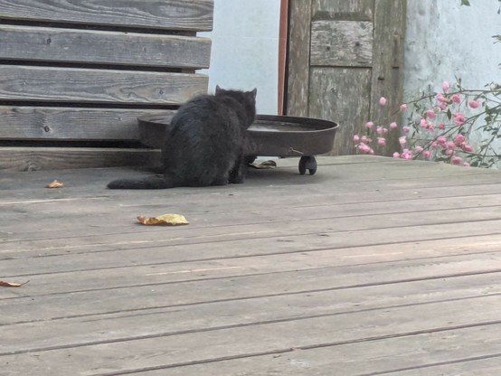 eine kleine schwarze Katze sitzt vor einem Planztopfuntersetzer, der mit Wasser gefüllt ist und in der Nacht oben eine Eisschicht bekam