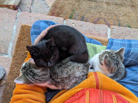 drei kleine Katzen liegen auf untergeschlagenen Beinen