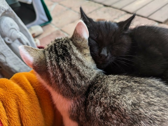 eine kleine schwarze Katze hat sich an sein getigertes Geschwisterchen gekuschelt und hat die Augen geschlossen