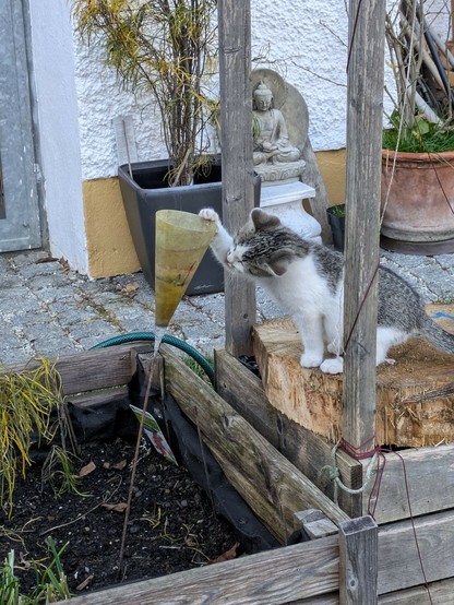 eine kleine weißgetigerte Katze sitzt auf einem Holzstück und hat eine Pfote an einen kegelförmigen Teelichthalter gelegt, der mit seiner Stange in einem Hochbeet steckt