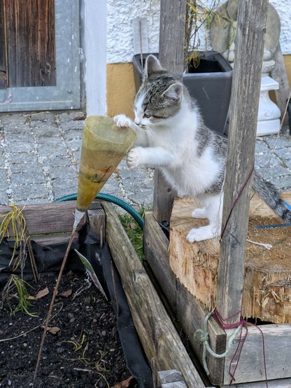 eine kleine weißgetigerte Katze steht auf ihren Hinterbeinen auf einem Holzstück und hat eine Pfote an einen kegelförmigen Teelichthalter gelegt, der mit seiner Stange in einem Hochbeet steckt