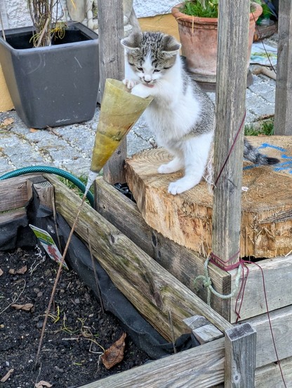 eine kleine weißgetigerte Katze steht auf ihren Hinterbeinen auf einem Holzstück und hat beide Pfoten an einen kegelförmigen Teelichthalter gelegt, der mit seiner Stange in einem Hochbeet steckt und leckt die linke Pfote