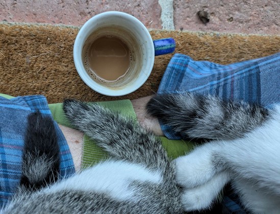 Foto von senkrecht oben auf eine fast leere Kaffeetasse und drei getigerte Schwänze von kleinen Katzen, die auf untergeschlagenen Beinen liegen