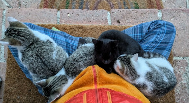 drei getigerte und eine schwarze kleine Katzen liegen auf untergeschlagenen Beinen